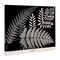 Stupell Industries Fern Varieties on Black Canvas Design by Phillipa Katz